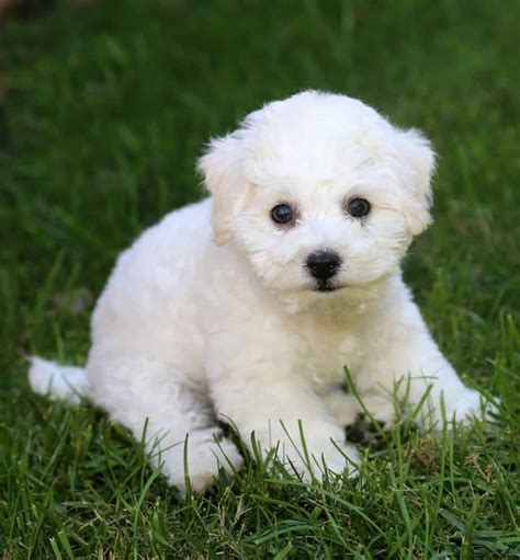 Bichon Frise Lifespan How Long Does This Small Breed