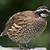 how long do bobwhite quail live in captivity