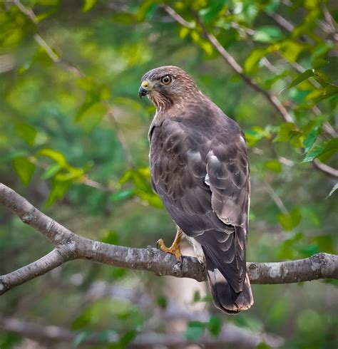 How Long Do Broad Winged Hawks Live