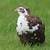 how long do button quails live