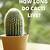 how long do cactus live indoors