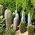 how long do cactus plants live