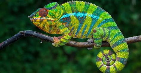 How Long Do Veiled Chameleons Live Veiled chameleon