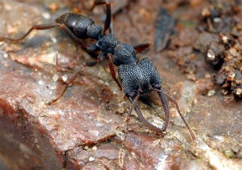 Dracula Ant Stigmatomma sp. (Roger, 1859)_Front East