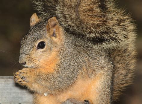 The Gestation Period Of Gray Squirrels In Captivity