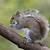 how long do eastern gray squirrels live
