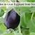 how long do eggplant seeds last
