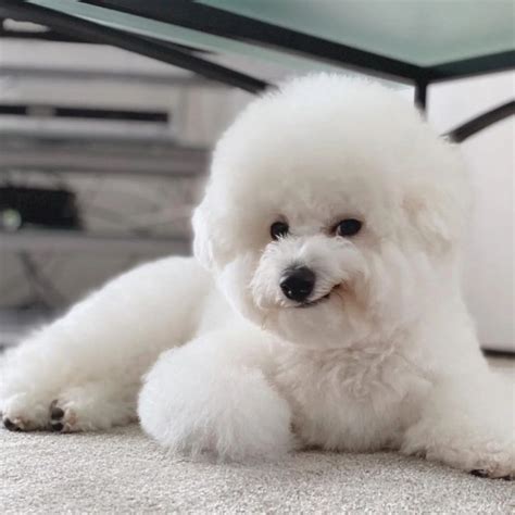 Teacup Bichon Frise Why This Mini Dog Makes a Great Pet?