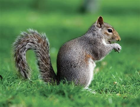 Where Do Squirrels Live Detailed Information With Pictures