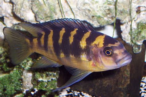  Aquarium Fish Advisor Cichlids, African cichlids, Cichlid aquarium