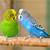 how long do parakeets live for