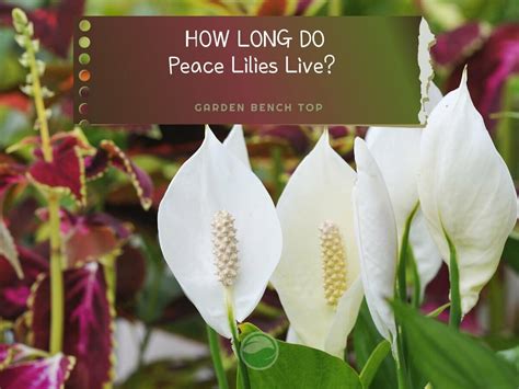 Peace Lily Plant Small countrygardenflowers