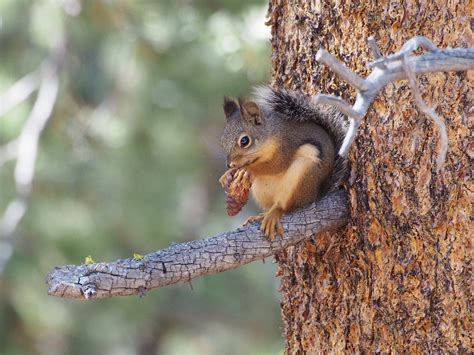 Pine marten ‘helping red squirrel population rebound