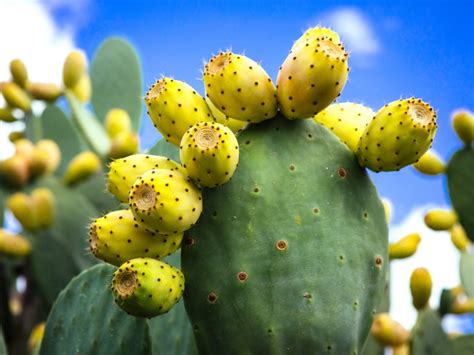 How Long Can A Cactus Live Without Sunlight (Indoors