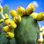 how long do prickly pear cactus live