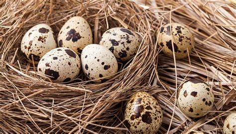 How to cook quail eggs softboiled, hardboiled
