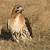 how long do red tailed hawks live
