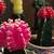 how long do ruby ball cactus live