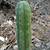 how long do san pedro cactus live