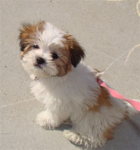 The Complete Shih Tzu Bichon Frise Mix Guide Top 9 Things
