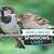 how long do sparrowhawks live