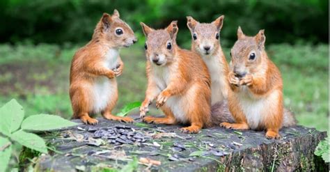 Four baby squirrels tied together by their tails rescued