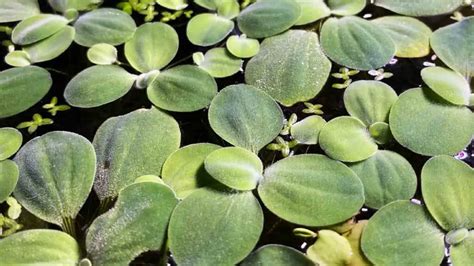 [FS] Glendale,AZ 15 shipped Dwarf Water Lettuce with long roots