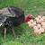 how long do turkeys sit on eggs