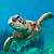 how long do turtles stay underwater