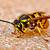 how long do wasp live