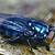 how long does a bluebottle fly live