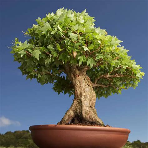 How Long Does A Bonsai Tree Live?