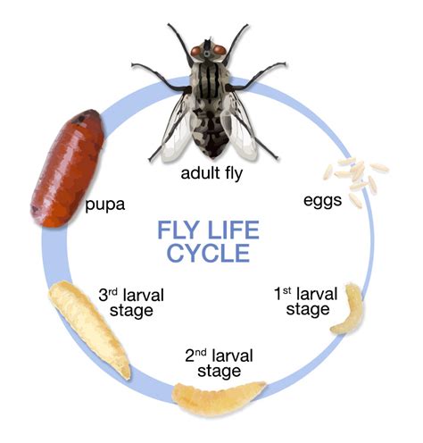 How Long Does A House Fly Live? Jake's Nature Blog