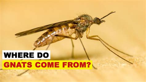 How Long Does A Gnat Fly Live