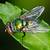how long does a green bottle fly live