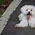 how long does a maltese bichon live