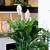how long does a peace lily live