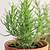 how long does a rosemary plant live