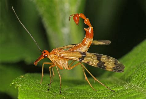 Scorpion Fly (male) by ashperkins