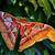 how long does an atlas moth live
