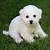 how long does bichon dogs live