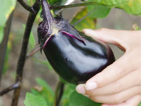 How to Save and Store Eggplant Seeds Full Guide The