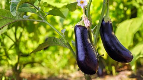 Waimanalo Long Eggplant Urban Farming Institute