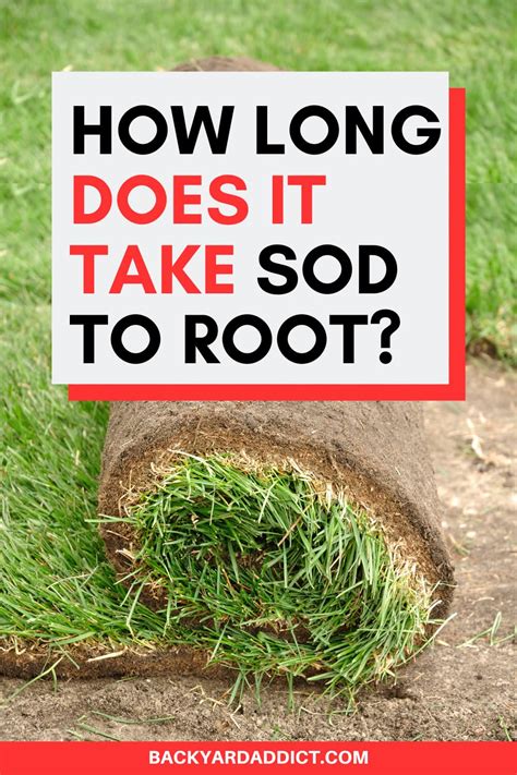 How to Use A Sod Cutter To Level Ground A Step By Step Guide
