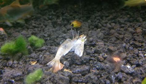 How Long Do Amano Shrimps Live? Acuario Pets
