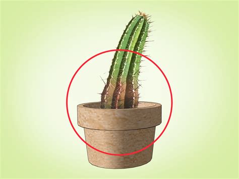 How Tall Do Cactus Grow