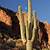 how long does it take for a saguaro cactus to grow an arm