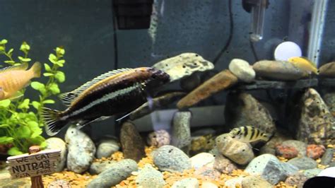 African Cichlids Fish Lifespan, Breeding, Care And Details You Need