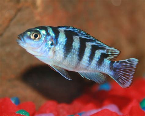 African Cichlid Contest