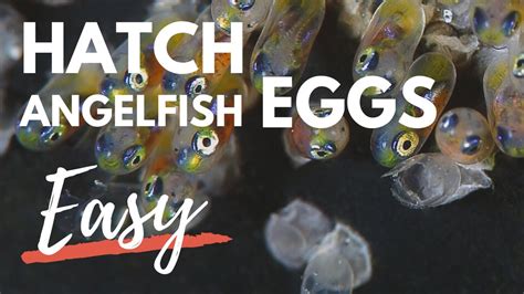 Can You Please Show Me Pictures Of Angel Fish Eggs, Fry